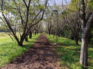 Nijinohiroba (Cross Country Course)02